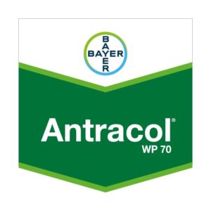 ANTRACOL WP 70 X 400 GR