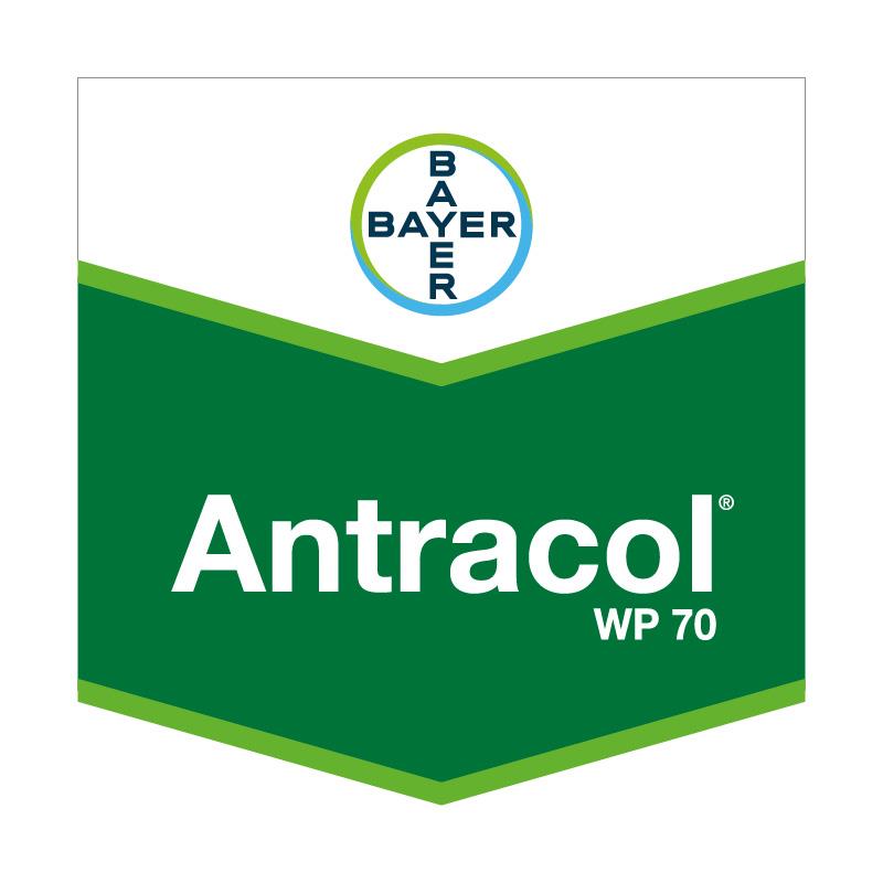 ANTRACOL WP 70 X 400 GR