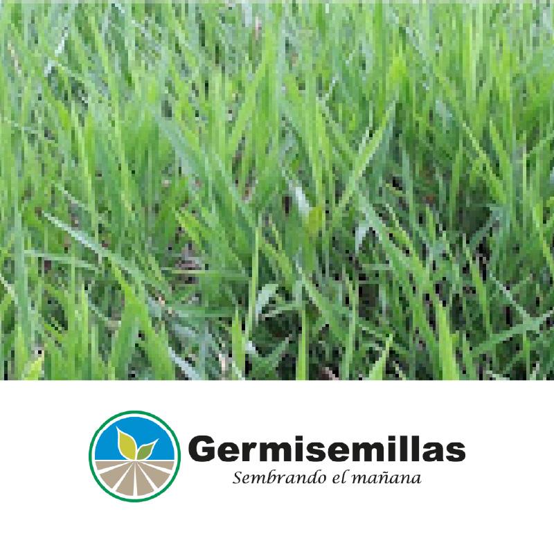 BRACH DECUMBENS MAX * KG