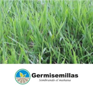 BRACH DECUMBENS MIX * KG