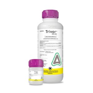 TRIVOR X LT